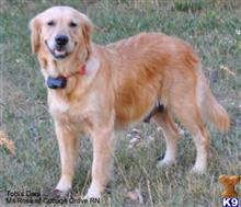 golden retriever puppy posted by Byall Acres